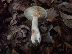 Lactarius fuliginosus