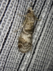 Nephopterix intercisella