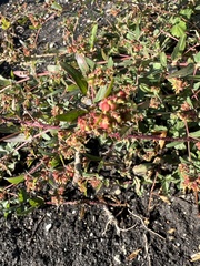 Euphorbia nutans