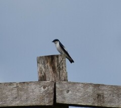 Tachycineta albiventer