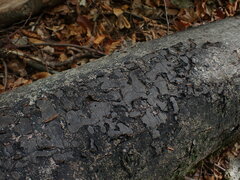 Biscogniauxia nummularia