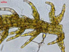 Kurzia sylvatica