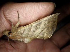Calyptra gruesa