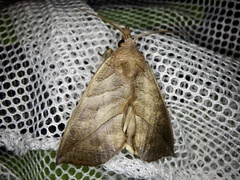 Calyptra gruesa