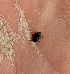 Macroscytus brunneus