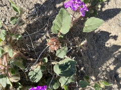 Abronia villosa villosa