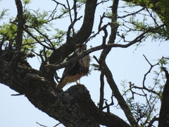 Falco femoralis