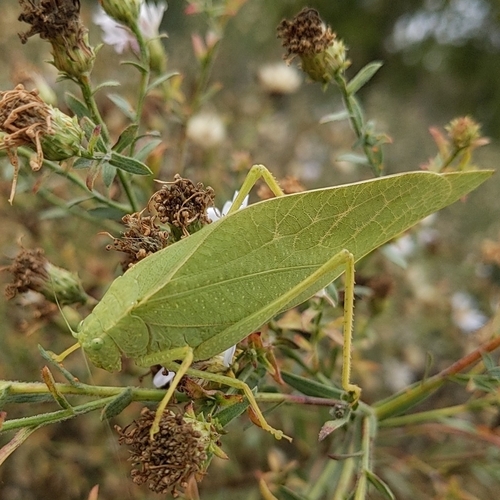 Greater angle-wing katydid