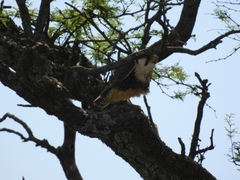 Falco femoralis