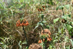 Leonotis nepetifolia