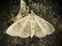 Paranacoleia lophophoralis
