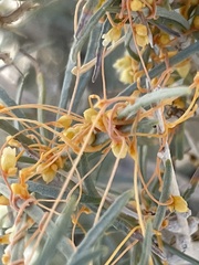Cuscuta psorothamnensis