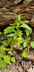 Bidens comosa