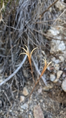 Clarkia
