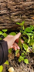 Bidens comosa