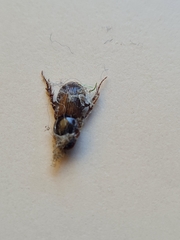 Acrossidius tasmaniae