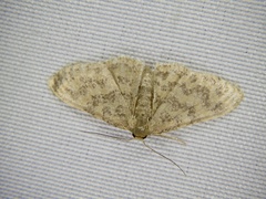 Idaea auricruda