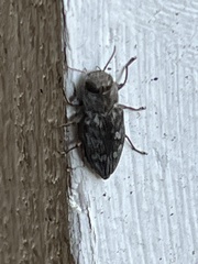 Chrysobothris femorata