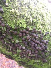 Hypoxylon fragiforme
