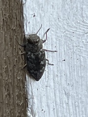 Chrysobothris femorata