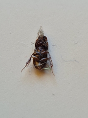 Acrossidius tasmaniae