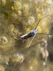 Neogerris hesione