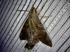 Macroglossum saga