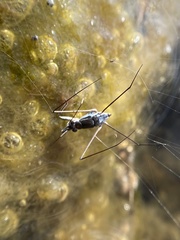 Neogerris hesione