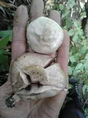 Pseudochitonia