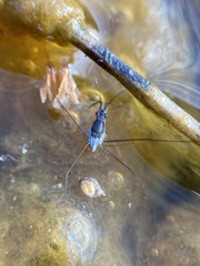 Neogerris hesione