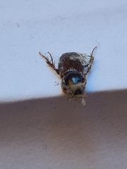 Acrossidius tasmaniae