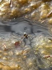 Neogerris hesione