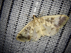 Pseudebulea fentoni
