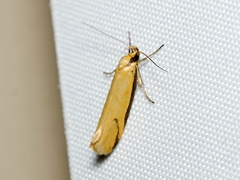 Philobota protecta