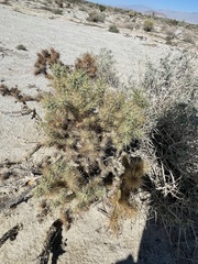 Cylindropuntia echinocarpa