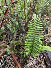 Polypodium pellucidum