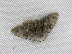 Araeopteron amoena