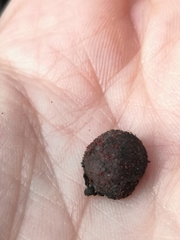 Hypoxylon fragiforme