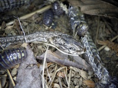 Hebius vibakari