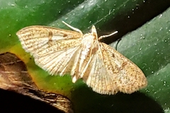 Palpita freemanalis