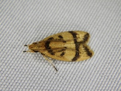 Periacma delegata