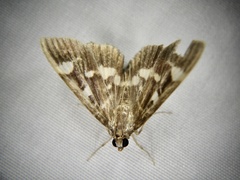 Herpetogramma luctuosalis