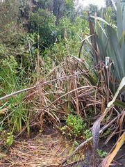 Typha orientalis