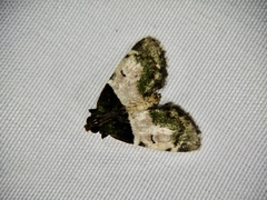 Stericta flavopuncta