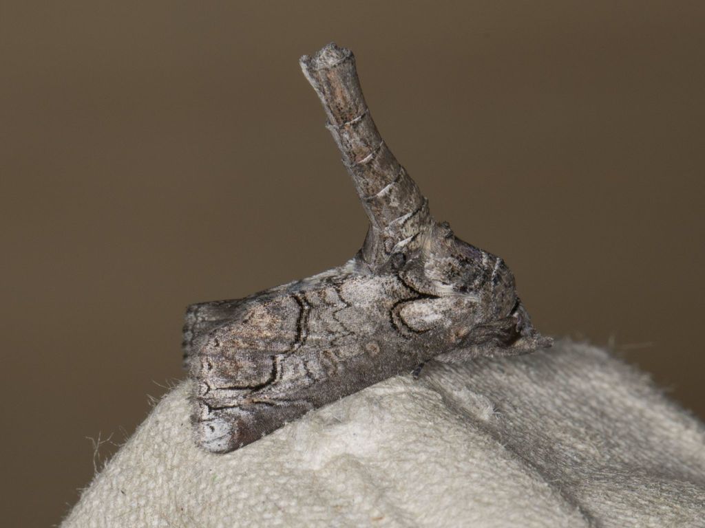 Paectes declinata