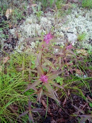 Melampyrum setaceum