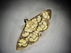 Goniorhynchus exemplaris