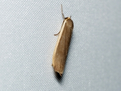 Palaeosia bicosta