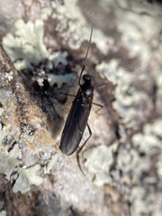 Penthetria heteroptera