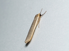 Palaeosia bicosta